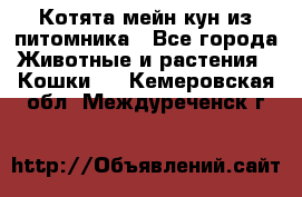 Котята мейн-кун из питомника - Все города Животные и растения » Кошки   . Кемеровская обл.,Междуреченск г.